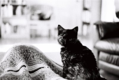 The Cats