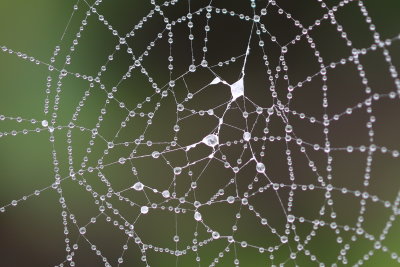 Spiderwebs near the Snohomish River - September 27, 2020