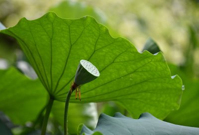 SCD_0707.jpg