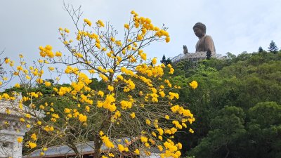 Ngong Ping