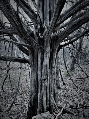 dark tree.jpg
