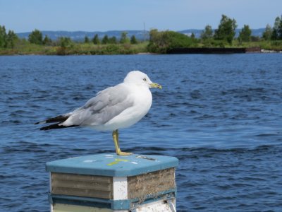 Ring-billed Gull