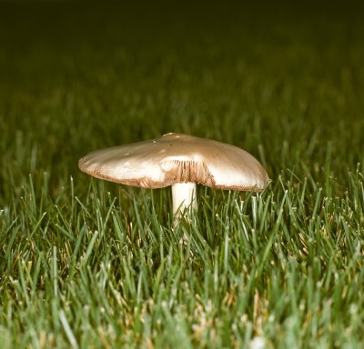 White Mushroom _DSC07107CapOne 1.jpg