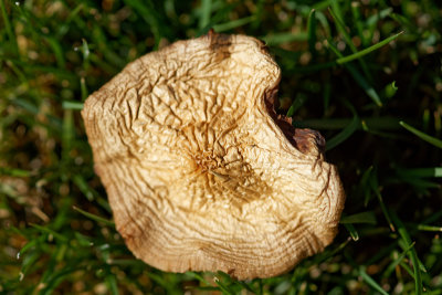 DSC06940dried-mushroom-DxOPL3-PSCS5-web.jpg