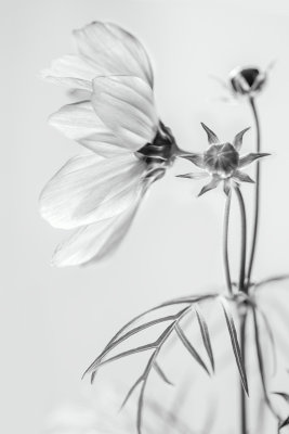 Monochrome flowers