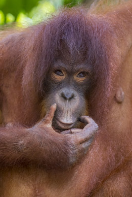 Orangutan Female: Name Wulan