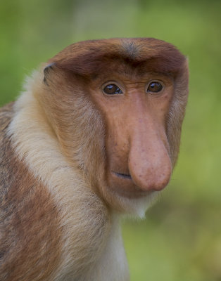 Proboscis Monkey male