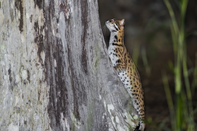 Leopard Cat
