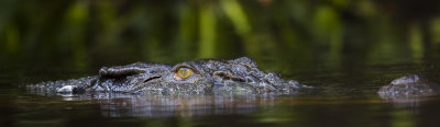 Bornean Crocodile
