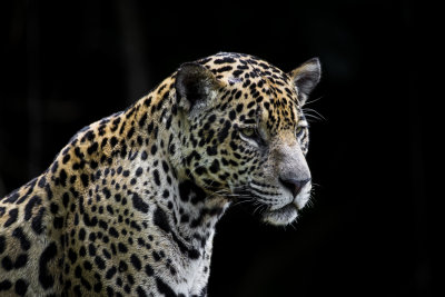 Jaguar #1