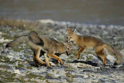 Gray Fox #2
