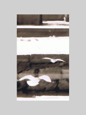 seagulls.png
