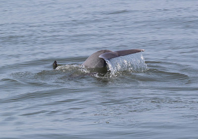 IMG_1684_Dolphin_1.jpg
