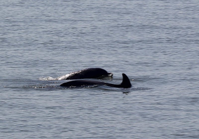 IMG_1740_Dolphin_1.jpg