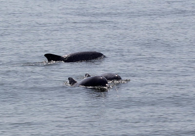 IMG_1748_Dolphin_1.jpg