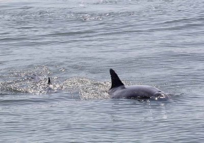 IMG_1762_Dolphin_1.jpg