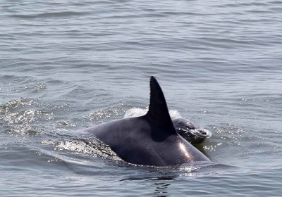 IMG_1764_Dolphin_1.jpg