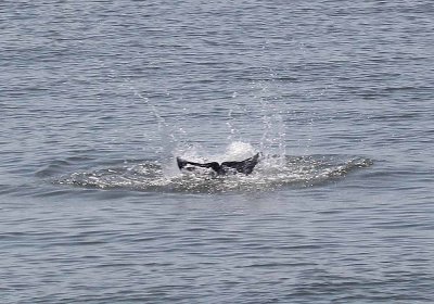 IMG_1826_Dolphin_1.jpg