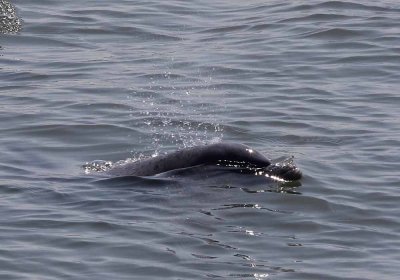 dolphin