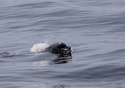 IMG_1865_Dolphin_1.jpg