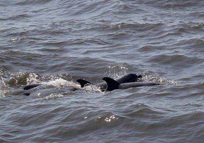 IMG_1937_Dolphin_1.jpg