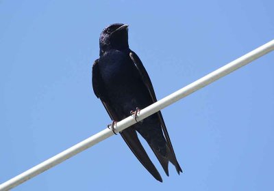 purple_martin