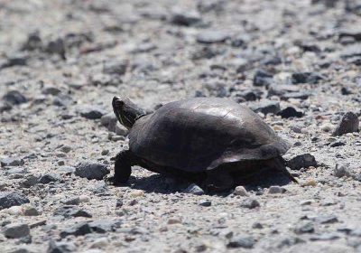 IMG_1124_Turtle_1.jpg