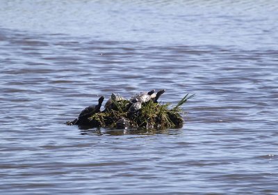 IMG_1235_Turtle_1.jpg