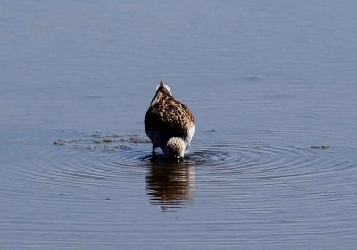 IMG_1134_Dunlin_breeding_1.jpg