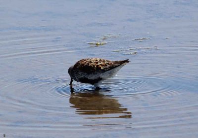 IMG_1137_Dunlin_breeding_1.jpg