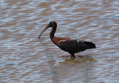 IMG_1476_Glossy_Ibis_1.jpg