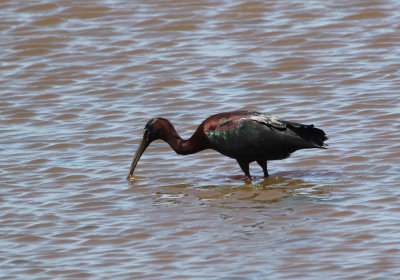 IMG_1479_Glossy_Ibis_1.jpg
