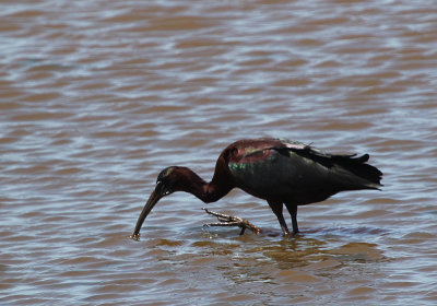 IMG_1482_Glossy_Ibis_1.jpg