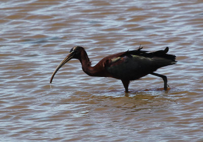 IMG_1486_Glossy_Ibis_1.jpg