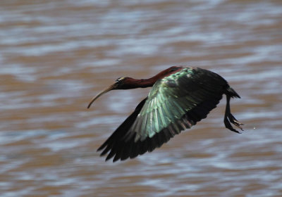 IMG_1491_Glossy_Ibis_1.jpg