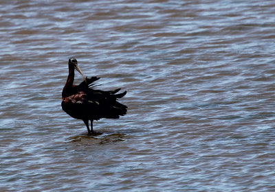 IMG_1506_Glossy_Ibis_1.jpg