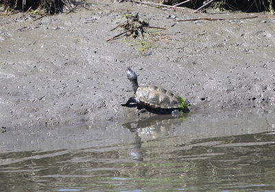 IMG_1450_Turtle_1.jpg