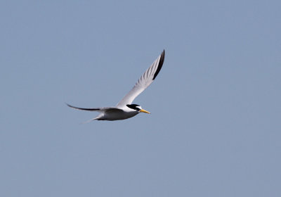 IMG_1420_Least_Tern_1.jpg