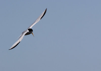 IMG_1421_Least_Tern_1.jpg
