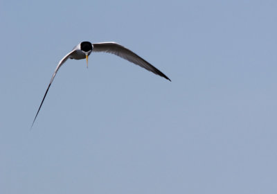IMG_1422_Least_Tern_1.jpg