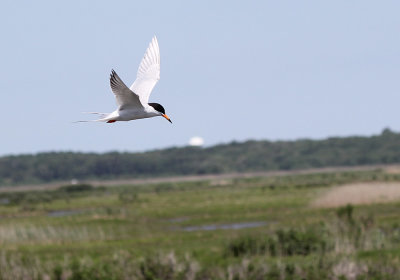 IMG_1381_Forsters_Tern_1.jpg