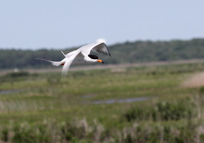 IMG_1382_Foresters_Tern_1.jpg