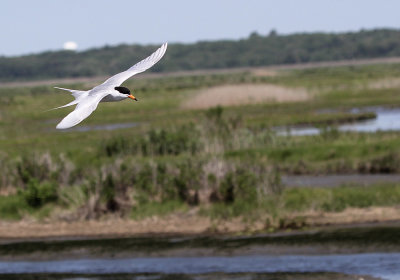 IMG_1383_Foresters_Tern_1.jpg