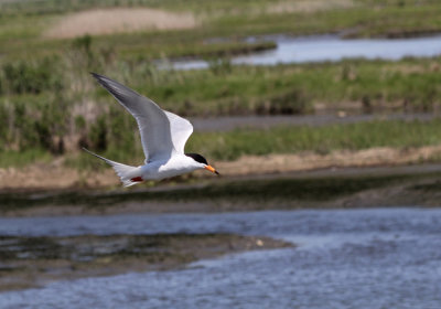 IMG_1386_Foresters_Tern_1.jpg