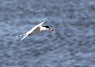 forsters_tern