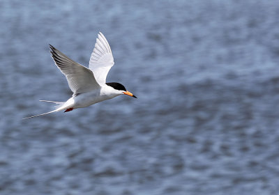 IMG_1396_Foresters_Tern_1.jpg