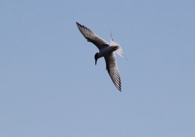 IMG_1334_Foresters_Tern_1.jpg