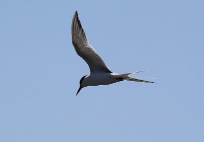 IMG_1338_Foresters_Tern_1.jpg