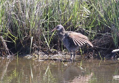 IMG_1265_Clapper_Rail_1.jpg