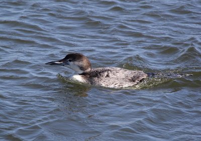 IMG_0815_Common_Loon_1.jpg